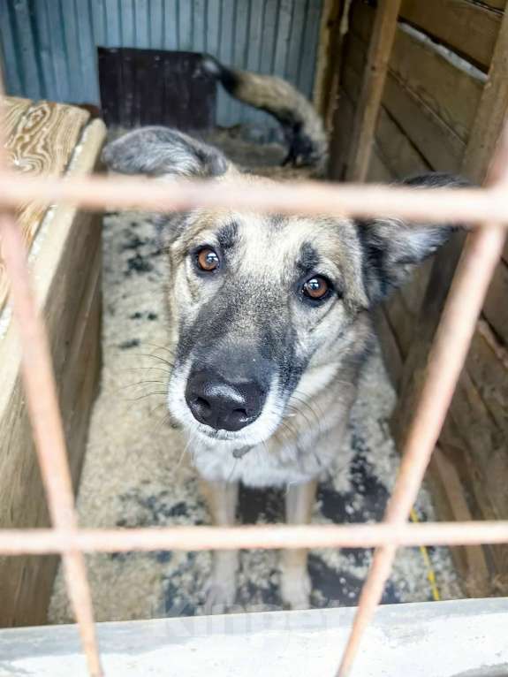 Собаки в Балашихе: Харви мечтает о хозяине  Мальчик, Бесплатно - фото 5