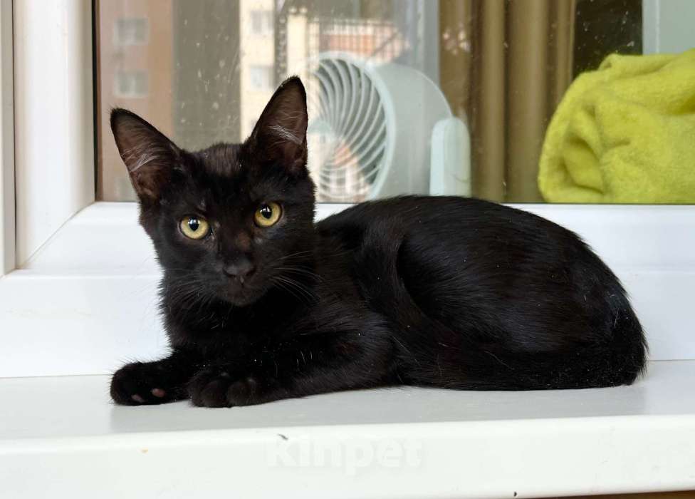 Кошки в Москве: Котёнок Мишель - особенная малышка в добрые руки  Девочка, Бесплатно - фото 3