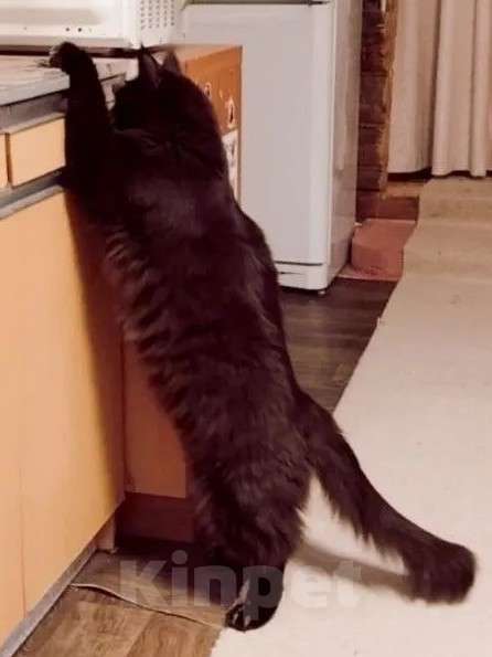 Кошки в Москве: Мейн-Кун мальчик Мальчик, Бесплатно - фото 5