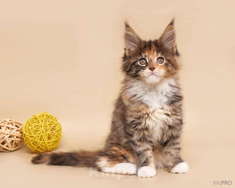 Кошки в Новосибирске: Продам кошечку Девочка, 50 000 руб. - фото 1