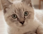 Кошки в Москве: Котик ищет дом! Мальчик, Бесплатно - фото 1