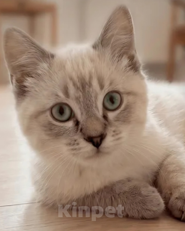 Кошки в Москве: Котик ищет дом! Мальчик, Бесплатно - фото 1