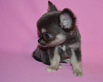 Собаки в Москве: Teacup chihuahua Девочка, 100 000 руб. - фото 1