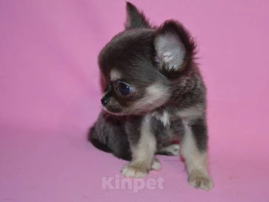 Собаки в Москве: Teacup chihuahua Девочка, 100 000 руб. - фото 1