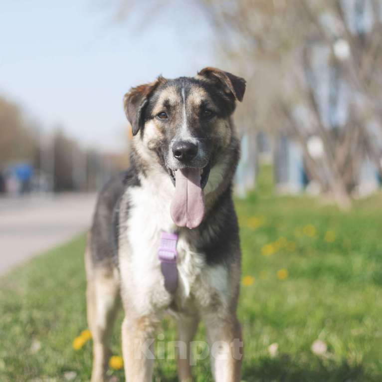 Собаки в Москве: Мякиш Мальчик, Бесплатно - фото 2