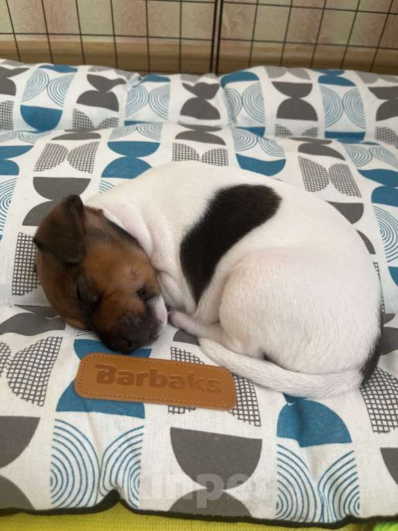 Собаки в Лобне: Продам щенка , Чистокровный Джек Рассел. Мальчик, 20 000 руб. - фото 3