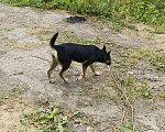Собаки в Саратове: Одинокая девочка, ищет своих заботливых хозяев Девочка, 1 руб. - фото 2
