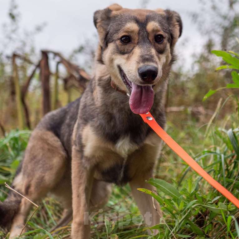 Собаки в Москве: Бьюти Девочка, Бесплатно - фото 4