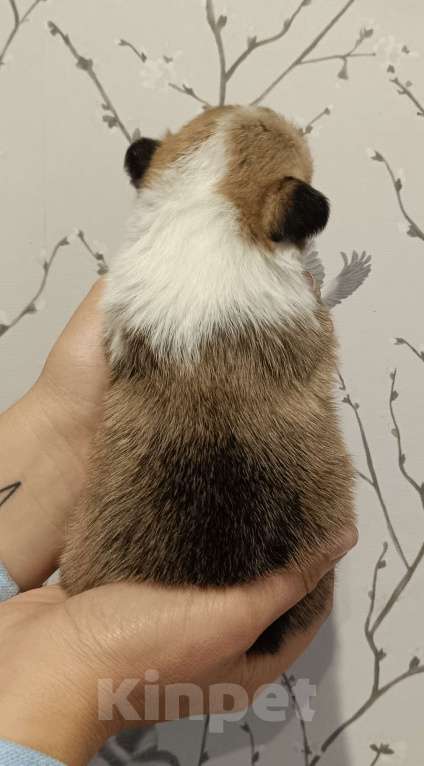 Собаки в других городах Московской области: Девочка Вельш корги Пемброк Девочка, 75 000 руб. - фото 4