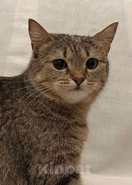 Кошки в Москве: Кошечке Марфе нужен дом Девочка, Бесплатно - фото 3