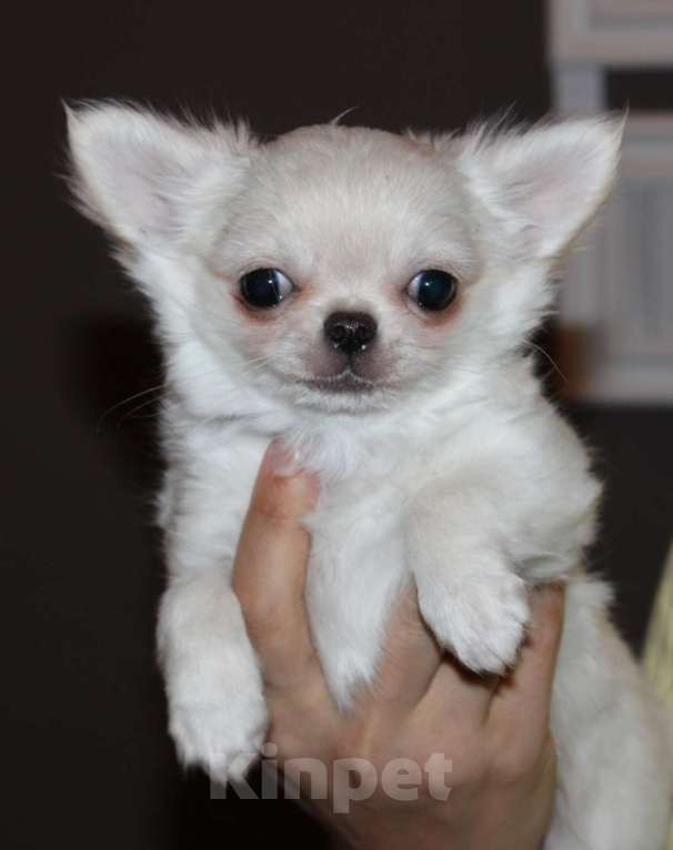 Собаки в Санкт-Петербурге: Детки присматривают родителей  Мальчик, 65 000 руб. - фото 4