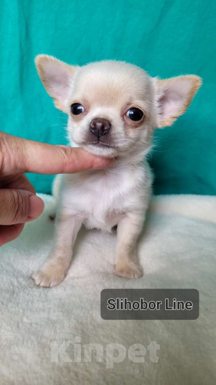 Собаки в Москве: Чихуахуа щенок  Мальчик, Бесплатно - фото 4