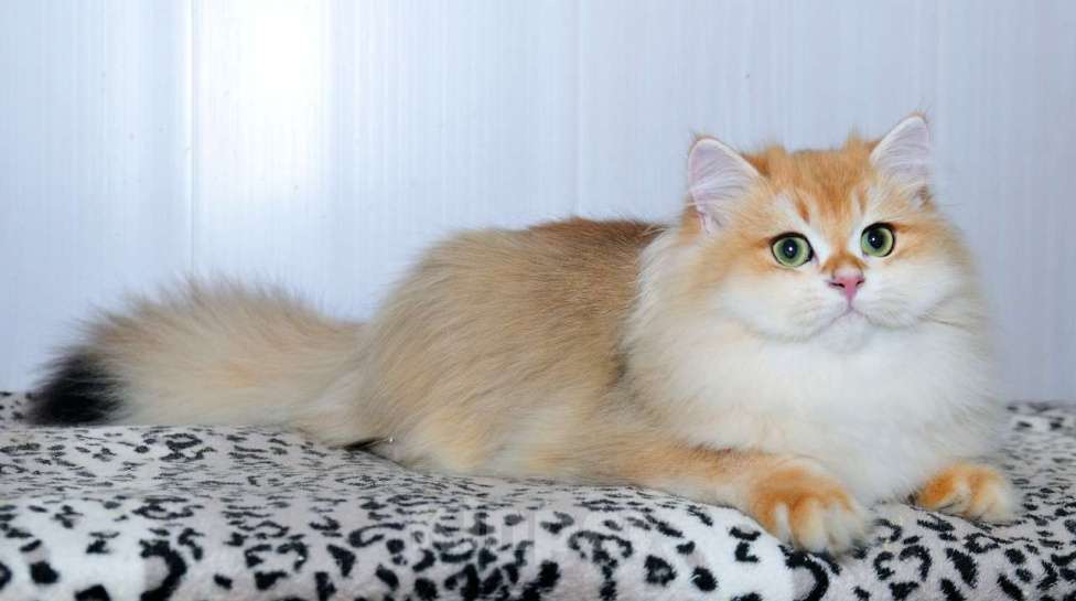 Кошки в Рыбинске: Барси Мальчик, 25 000 руб. - фото 2