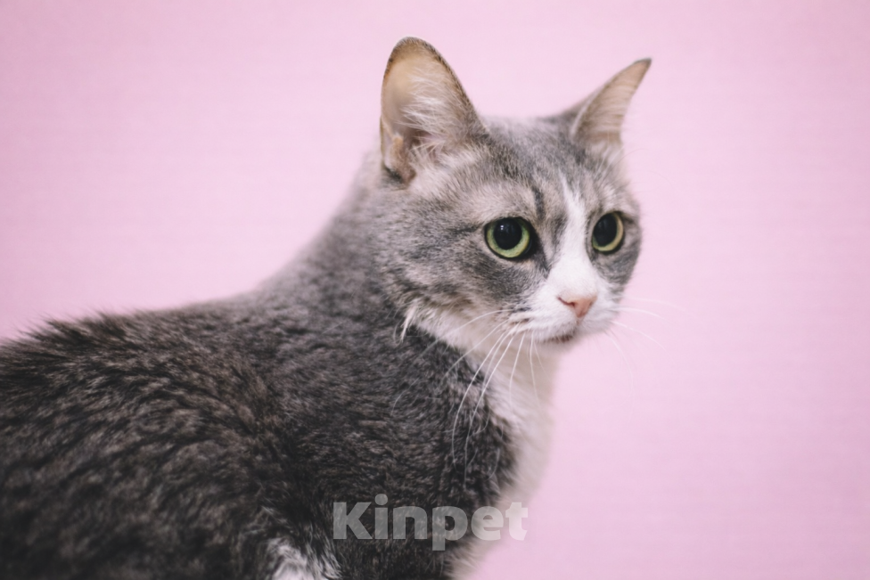 Кошки в Москве: Чикуля ищет своего человека  Девочка, Бесплатно - фото 8