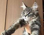 Кошки в Барыше: Котики из питомника, 15 000 руб. - фото 3