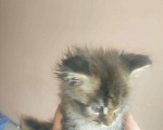 Кошки в Ардоне: Котята Мейн кун, 30 000 руб. - фото 3