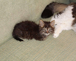 Кошки в Колпашево: Маленький пушистый котенок в добрые руки, 100 руб. - фото 1
