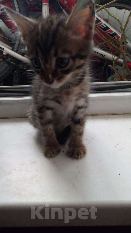 Кошки в Новосибирске: Пристраиваем найденных котят Мальчик, Бесплатно - фото 4