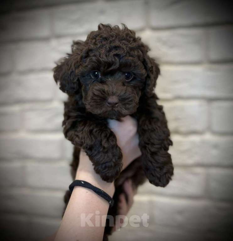 Собаки в Москве: Щенки мальтипу Девочка, 55 000 руб. - фото 4