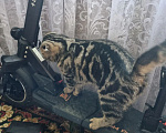 Кошки в Сочи: Отдам в хорошие руки. Мальчик, Бесплатно - фото 2