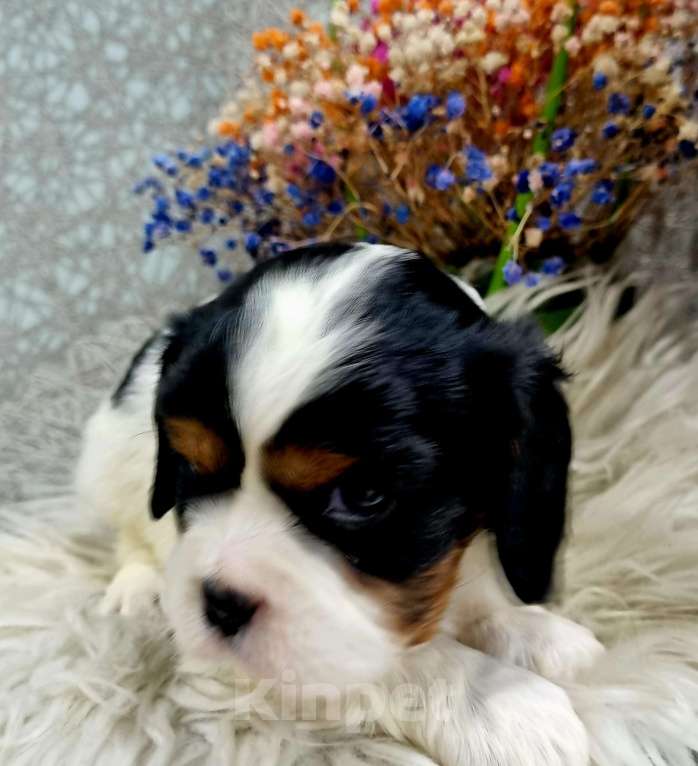 Собаки в других городах Калининградской области: Кавалер Кинг Чарльз Спаниель Мальчик, 63 000 руб. - фото 2