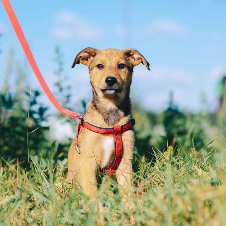 Собаки в Москве: Хурма Девочка, Бесплатно - фото 4