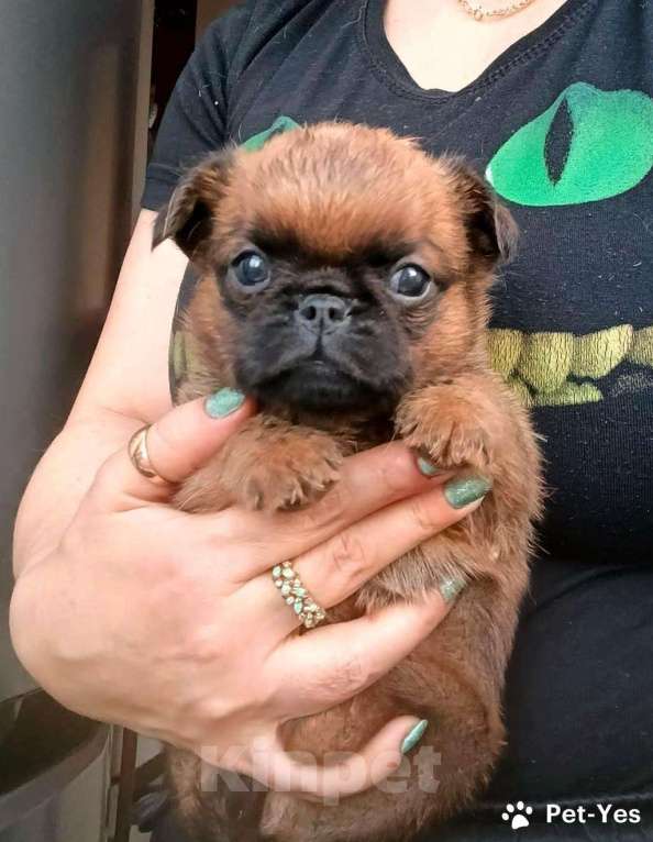 Собаки в Москве: Пти-брабансон рыжий мальчик Мальчик, 45 000 руб. - фото 4