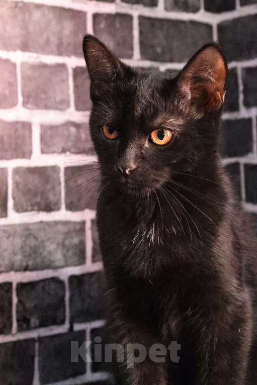 Кошки в Москве: Мальчики ищут дом Мальчик, Бесплатно - фото 2