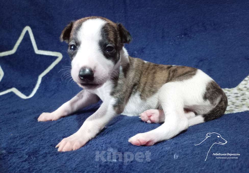 Собаки в Москве: Щенки уиппета суки ранняя бронь Девочка, Бесплатно - фото 2