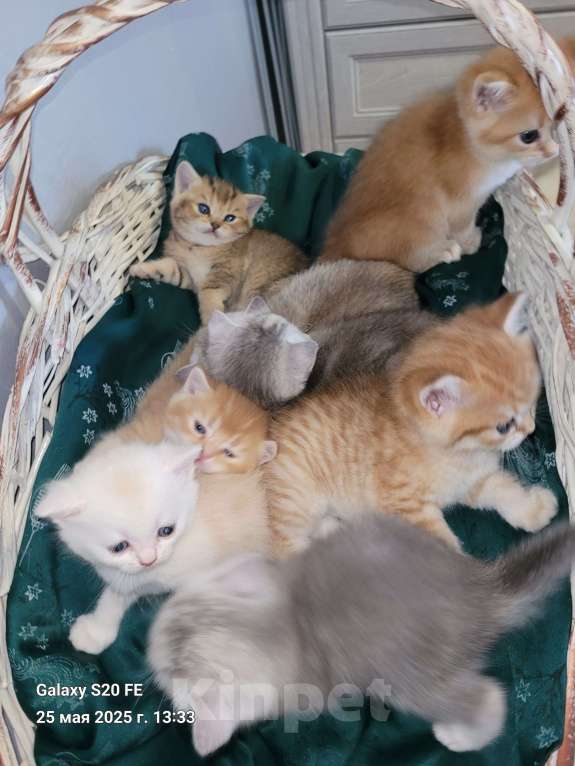 Кошки в Москве: Мальчик Мальчик, 10 000 руб. - фото 4