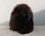 Собаки в Москве: Померанский шпиц черный мини мальчик Мальчик, 23 000 руб. - фото 7