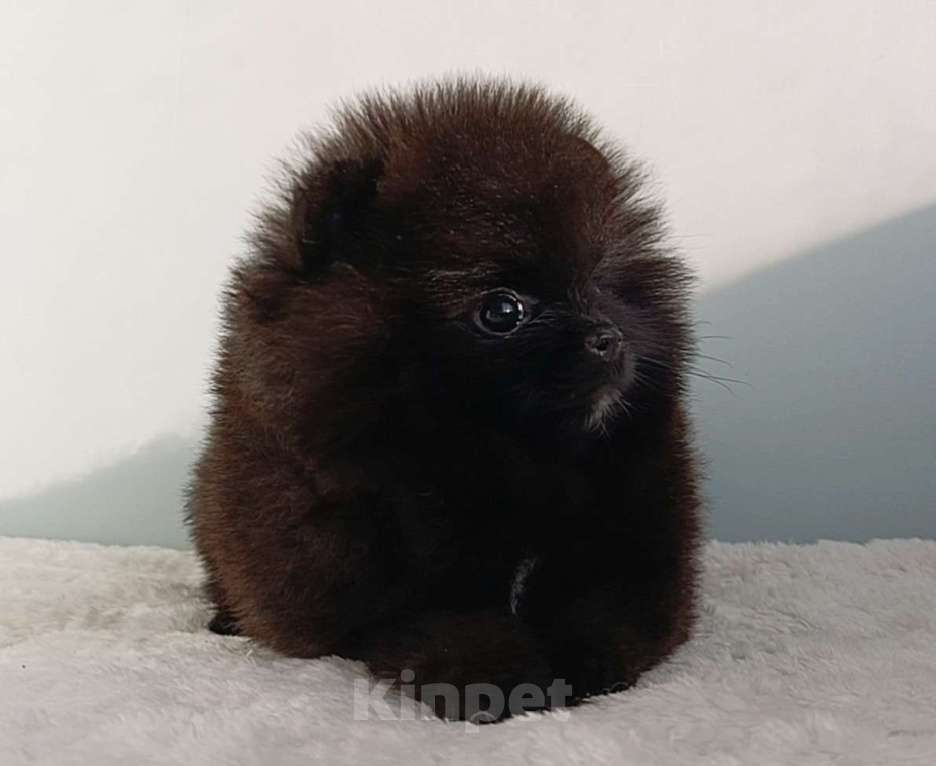 Собаки в Москве: Померанский шпиц черный мини мальчик Мальчик, 23 000 руб. - фото 7