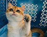 Кошки в Санкт-Петербурге: котик в золотой шубе Мальчик, 50 000 руб. - фото 4