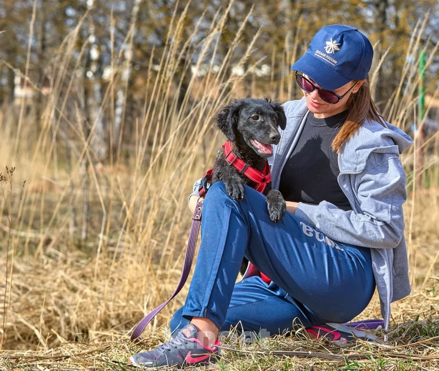 Собаки в Москве: Маленькая собака щенок в дар Девочка, Бесплатно - фото 7