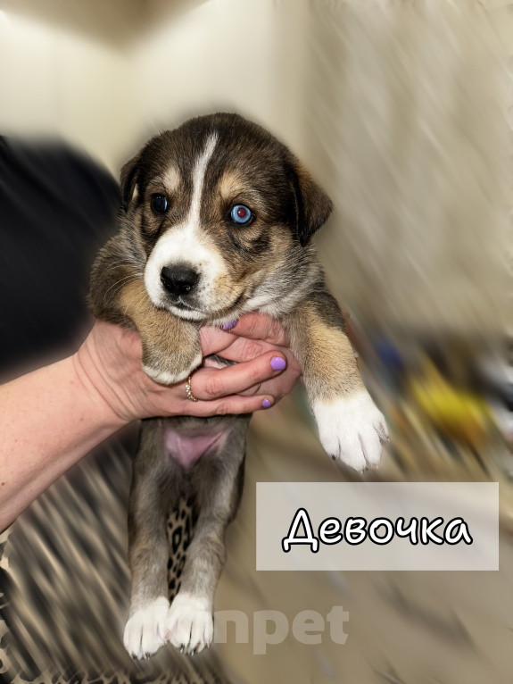 Собаки в других городах Московской области: Щенки хаски х сао Разнополые, Бесплатно - фото 3