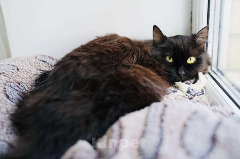 Кошки в Москве: Котенок Трюфель ищет дом Мальчик, Бесплатно - фото 4