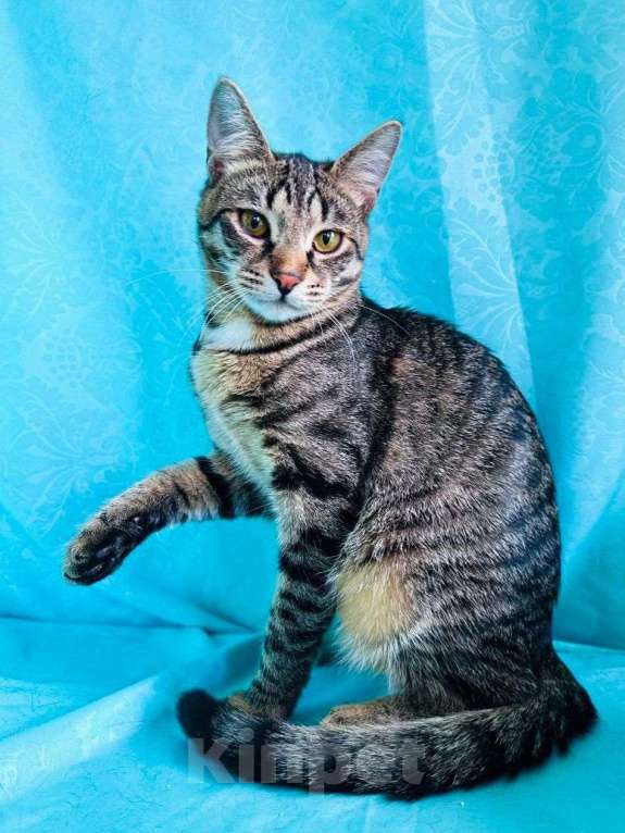 Кошки в Москве: Каспера никто не замечает Мальчик, Бесплатно - фото 3