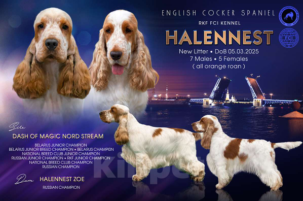 Собаки в Санкт-Петербурге: Щенок английского кокер-спаниеля Девочка, 65 000 руб. - фото 2