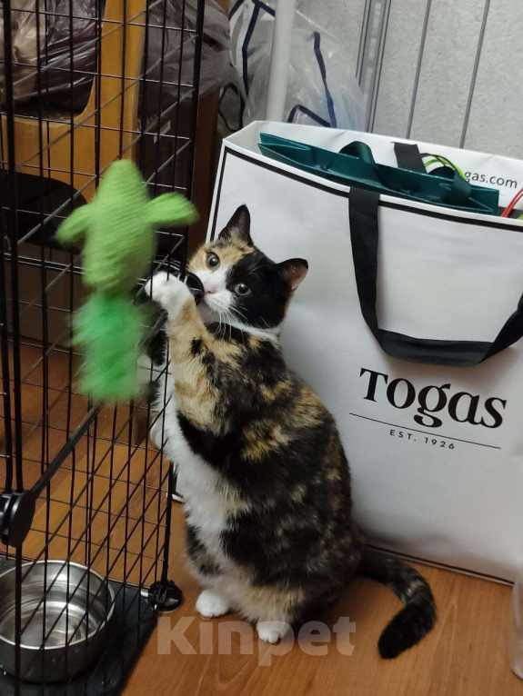 Кошки в Москве: Трёхцветная харизматичная Палитра Девочка, Бесплатно - фото 7