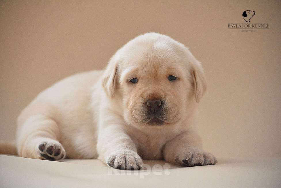Собаки в Самаре: Щенки лабрадора Мальчик, 80 000 руб. - фото 1