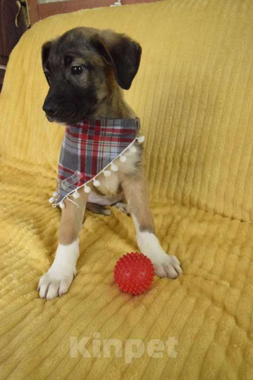 Собаки в Санкт-Петербурге: Братик и сестрички ищут дом!! Девочка, Бесплатно - фото 9