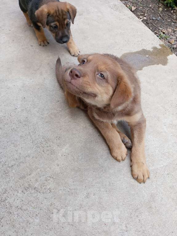 Собаки в других городах Краснодарского края: Добрый песик Мальчик, Бесплатно - фото 3