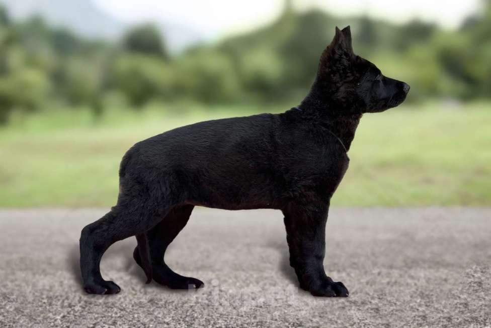 Собаки в Бронницах: Щенки немецкой овчарки Девочка, 40 000 руб. - фото 2