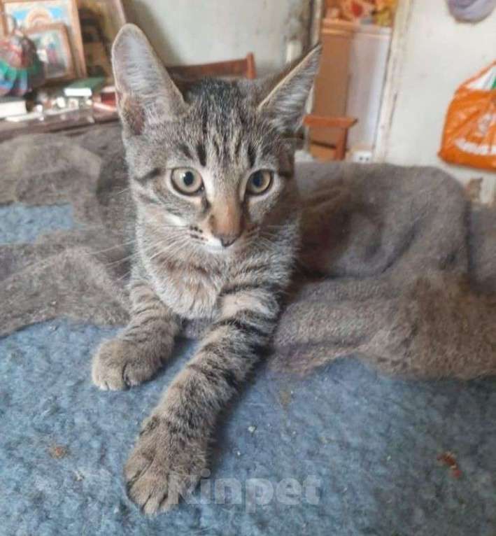 Кошки в Москве: Котята всех окрасов в добрые руки Мальчик, 1 руб. - фото 3