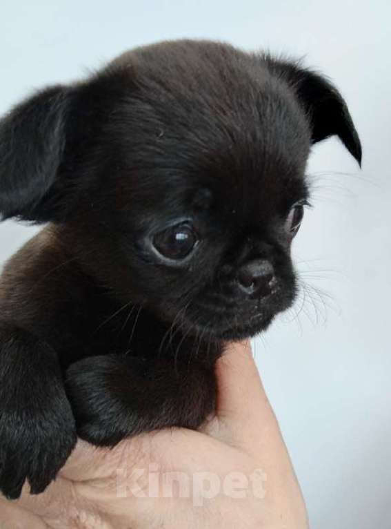 Собаки в Туле: Милое создание Девочка, 16 000 руб. - фото 1