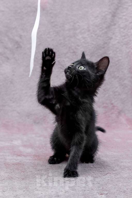 Кошки в Москве: котенок Карамелька ищет дом Девочка, Бесплатно - фото 3