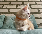 Кошки в Иркутске: Котята породы мейн-кун Девочка, 35 000 руб. - фото 3