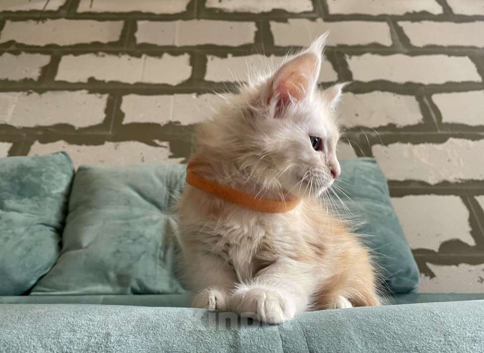 Кошки в Иркутске: Котята породы мейн-кун Мальчик, 30 000 руб. - фото 3