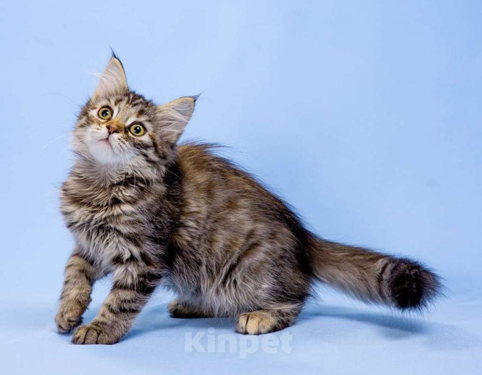 Кошки в Москве: Сибирский котенок девочка Девочка, 45 000 руб. - фото 3