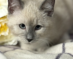 Кошки в Сосновом Бору: Котенок Мия Девочка, 3 500 руб. - фото 2